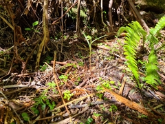 Pterostylis porrecta
