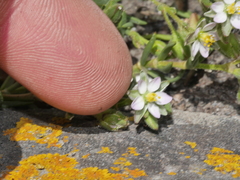 Spergularia tasmanica