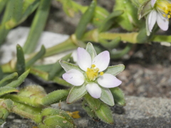 Spergularia tasmanica