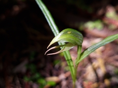 Pterostylis porrecta