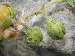 Spergularia tasmanica