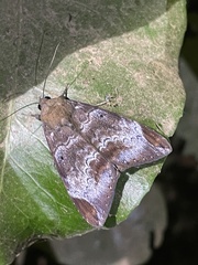 Achaea thermopera