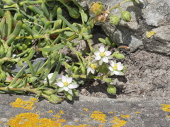 Spergularia tasmanica