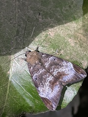 Achaea thermopera