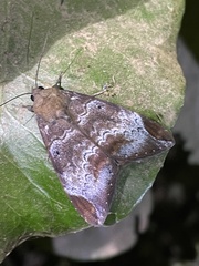 Achaea thermopera