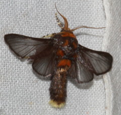 Doratifera oxleyi