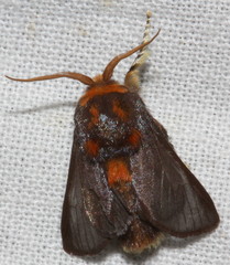 Doratifera oxleyi