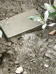 Periophthalmus modestus