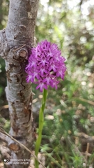 Anacamptis pyramidalis pyramidalis