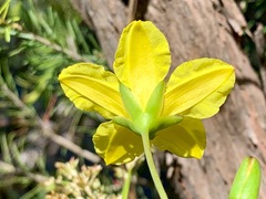 Ornduffia reniformis