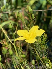 Ornduffia reniformis