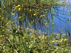 Ornduffia reniformis