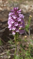 Anacamptis pyramidalis pyramidalis