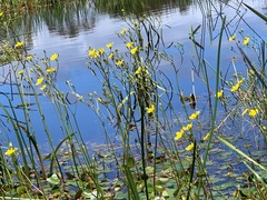 Ornduffia reniformis