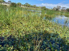 Ornduffia reniformis