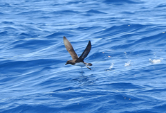 Pseudobulweria rostrata