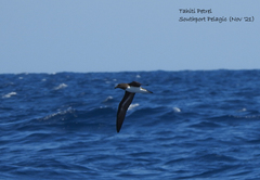 Pseudobulweria rostrata