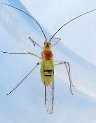 Euceraphis punctipennis