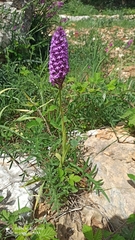 Anacamptis pyramidalis pyramidalis