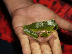 Phyllomedusa trinitatis