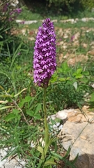 Anacamptis pyramidalis pyramidalis