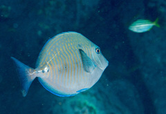 Prionurus maculatus