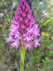 Anacamptis pyramidalis pyramidalis