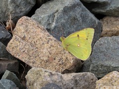 Colias chrysotheme