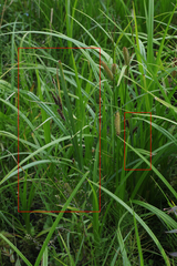 Carex altaica