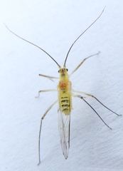 Euceraphis punctipennis