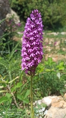 Anacamptis pyramidalis pyramidalis