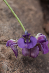 Glycine microphylla