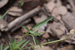Glycine microphylla