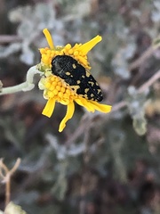 Acmaeodera flavopicta