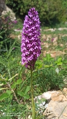 Anacamptis pyramidalis pyramidalis