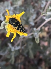 Acmaeodera flavopicta