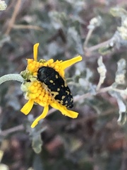 Acmaeodera flavopicta