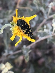 Acmaeodera flavopicta