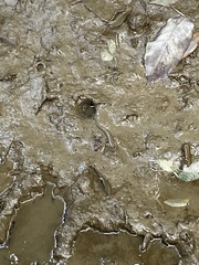 Periophthalmus modestus