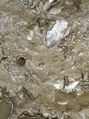 Periophthalmus modestus