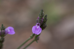 Rostellularia adscendens