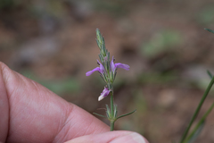 Rostellularia adscendens