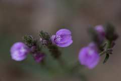 Rostellularia adscendens