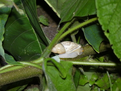 Plekocheilus glaber
