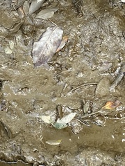 Periophthalmus modestus