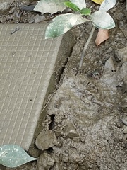 Periophthalmus modestus