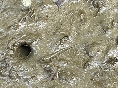 Periophthalmus modestus