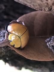 Neda marginalis