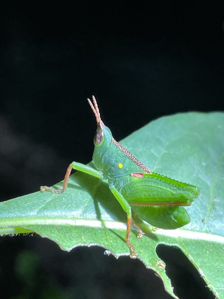 Plagiotriptus pinivorus