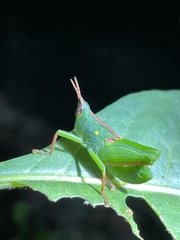 Plagiotriptus pinivorus